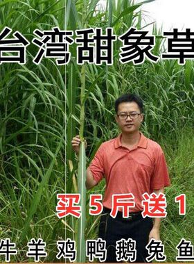 台湾甜象草子种多年生像草种孑四季牧草田象草种子新型皇竹草籽黄