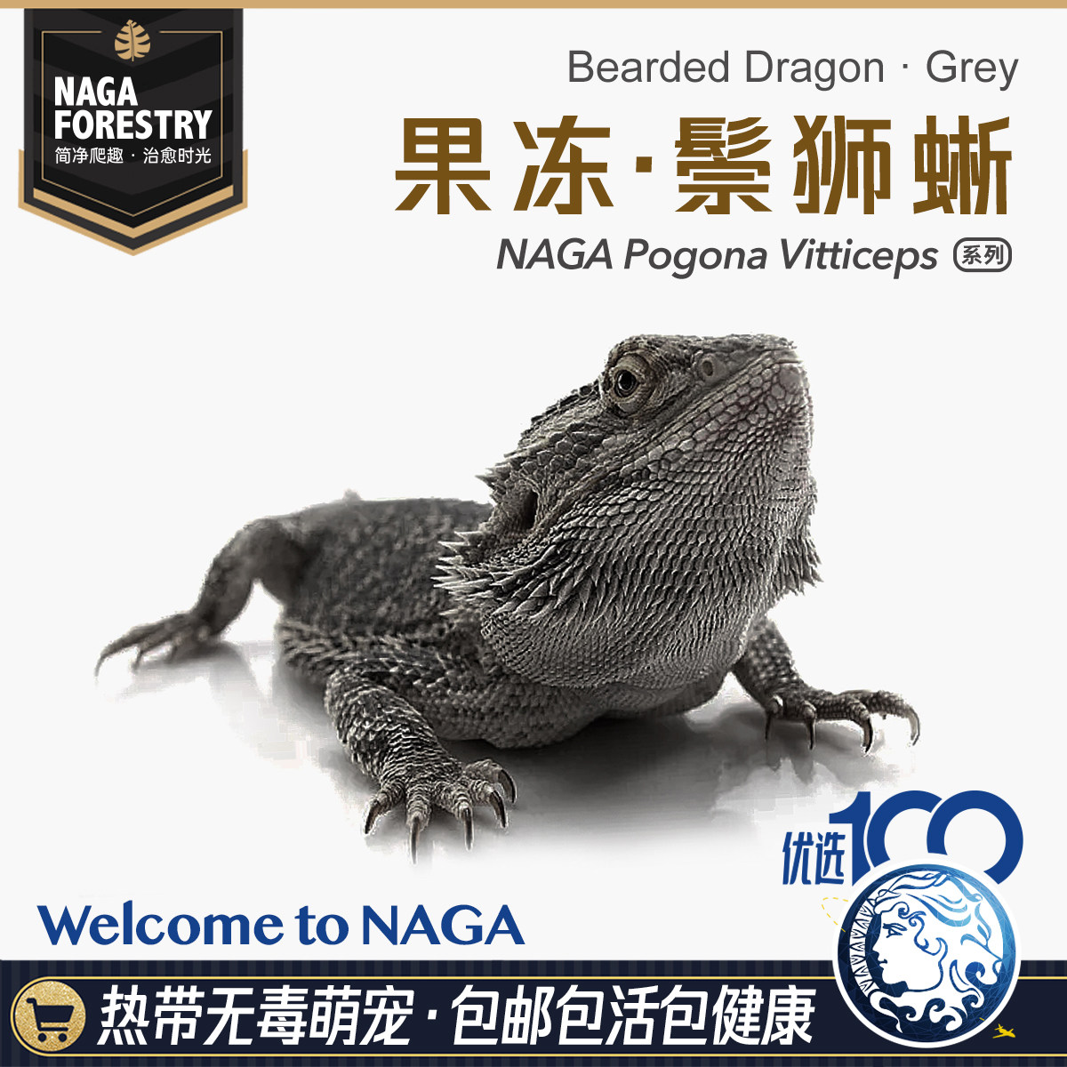 果冻Zero鬃狮蜥蜴网红特色爬宠活体异类温顺易上手隐柑橘红系超白