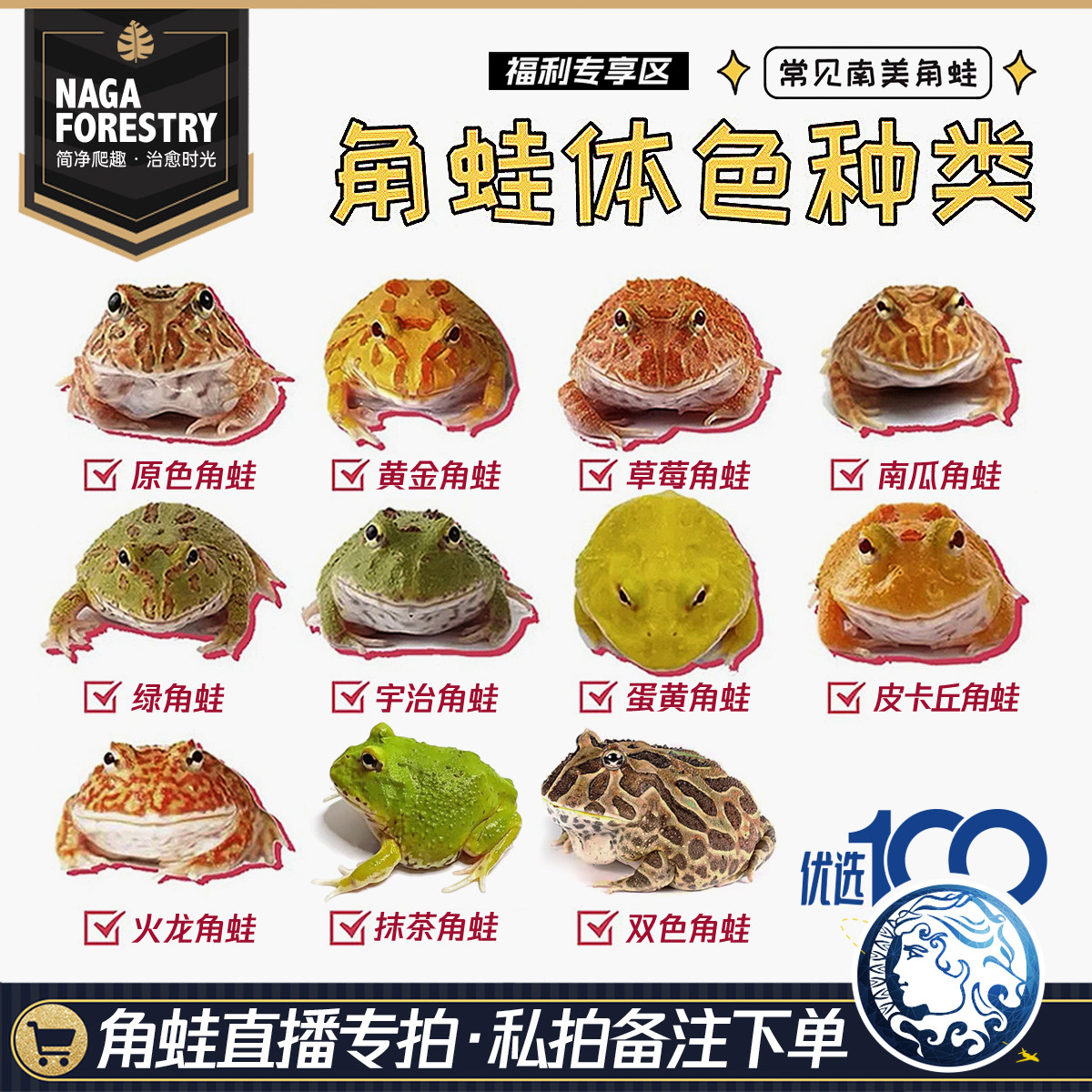 全品类南美角蛙温顺活体两栖爬宠