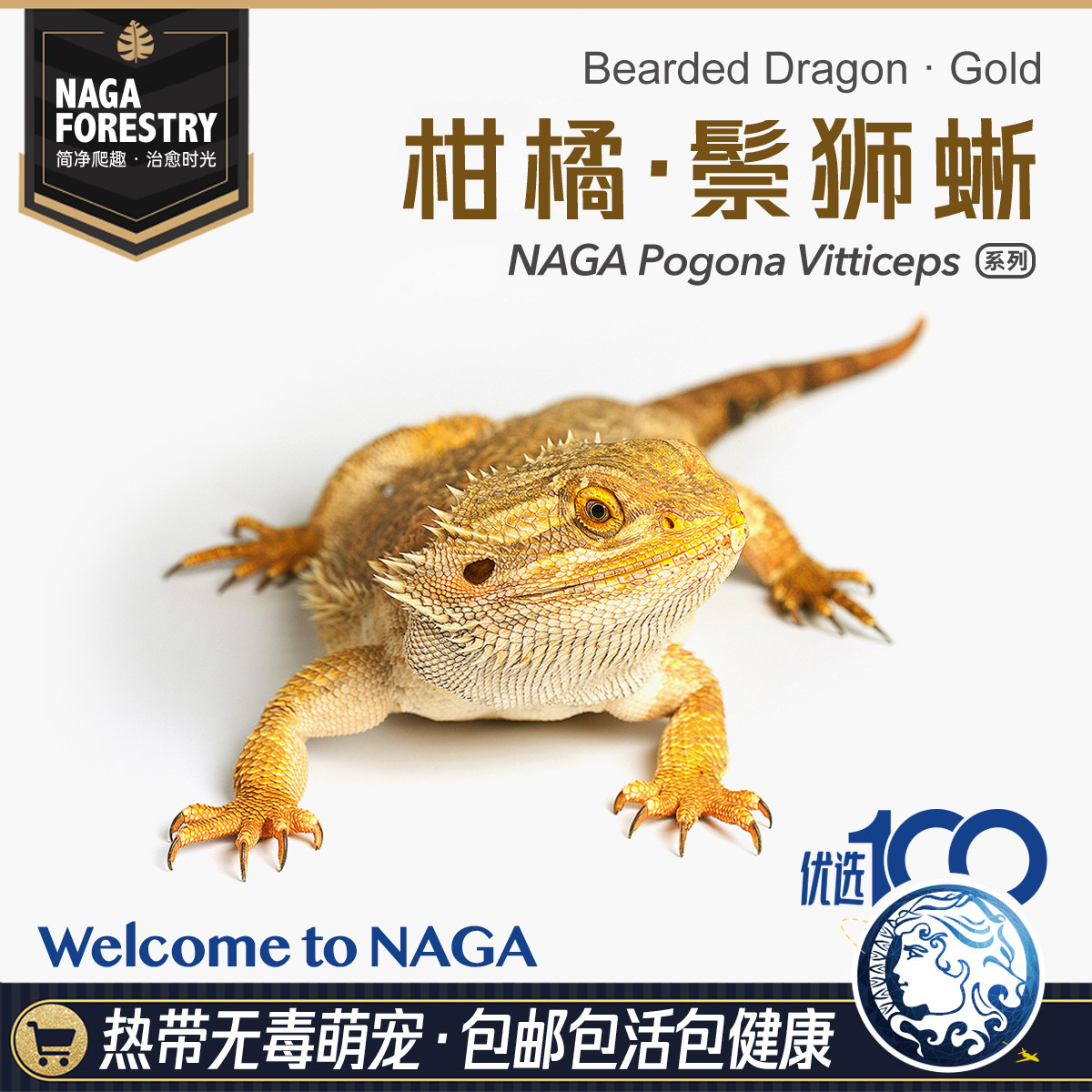 柑橘系统鬃狮蜥蜴网红特色爬宠活体异类温顺易上手隐血红果冻超白