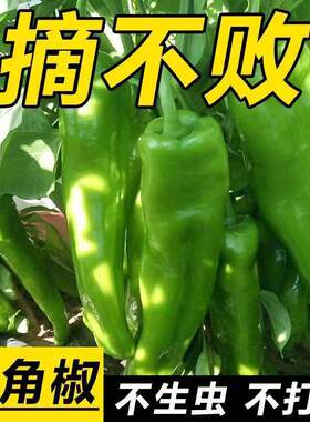 辣椒种子大全正宗牛角椒樟树港椒小米辣七彩椒死神椒四季精品高产