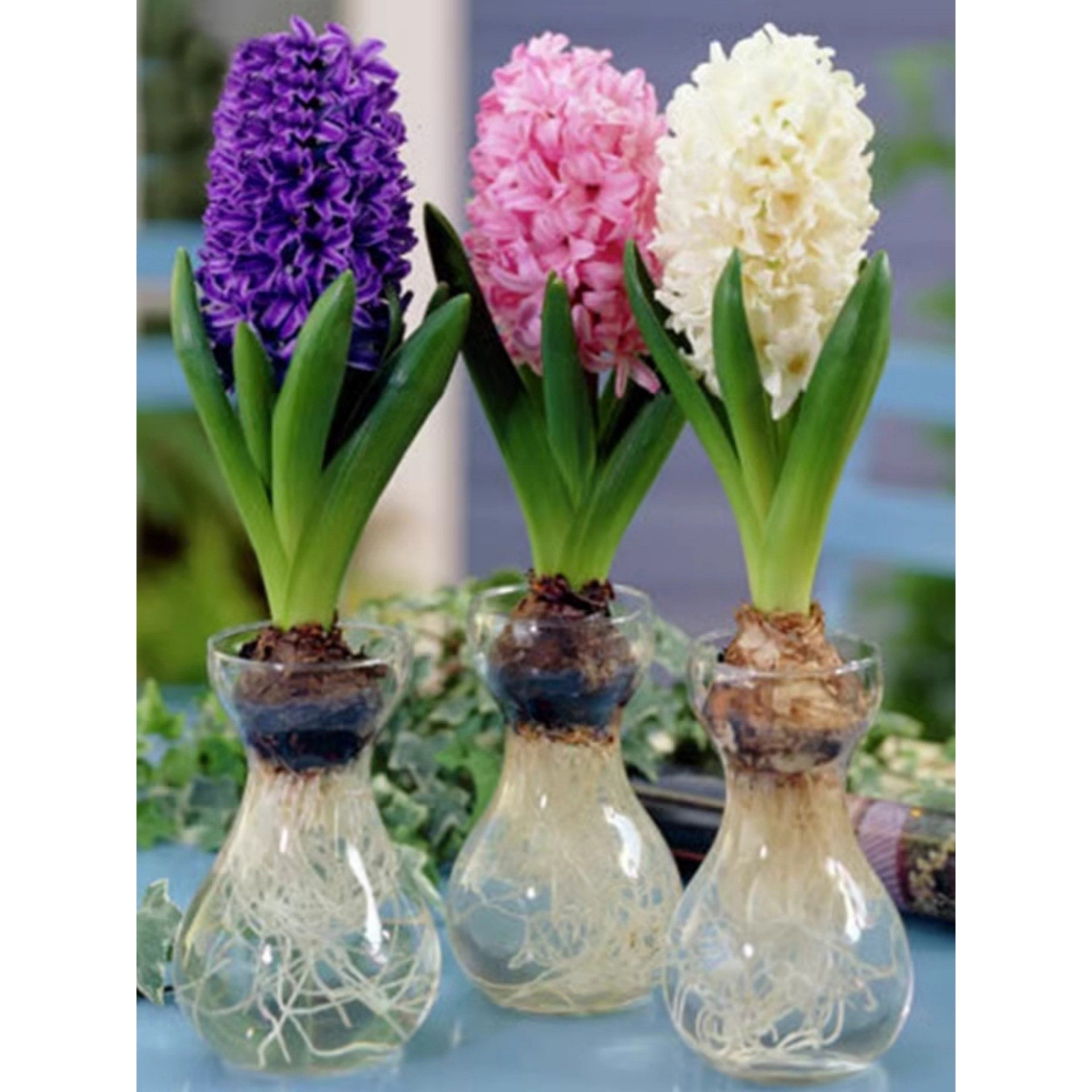 进口风信子种球水培花卉植物室内外耐寒好养懒人土培阳台桌面盆栽,鲜花速递/花卉仿真/绿植园艺,种球/裸根,淘宝优惠券,粉丝福利购,淘宝优惠卷