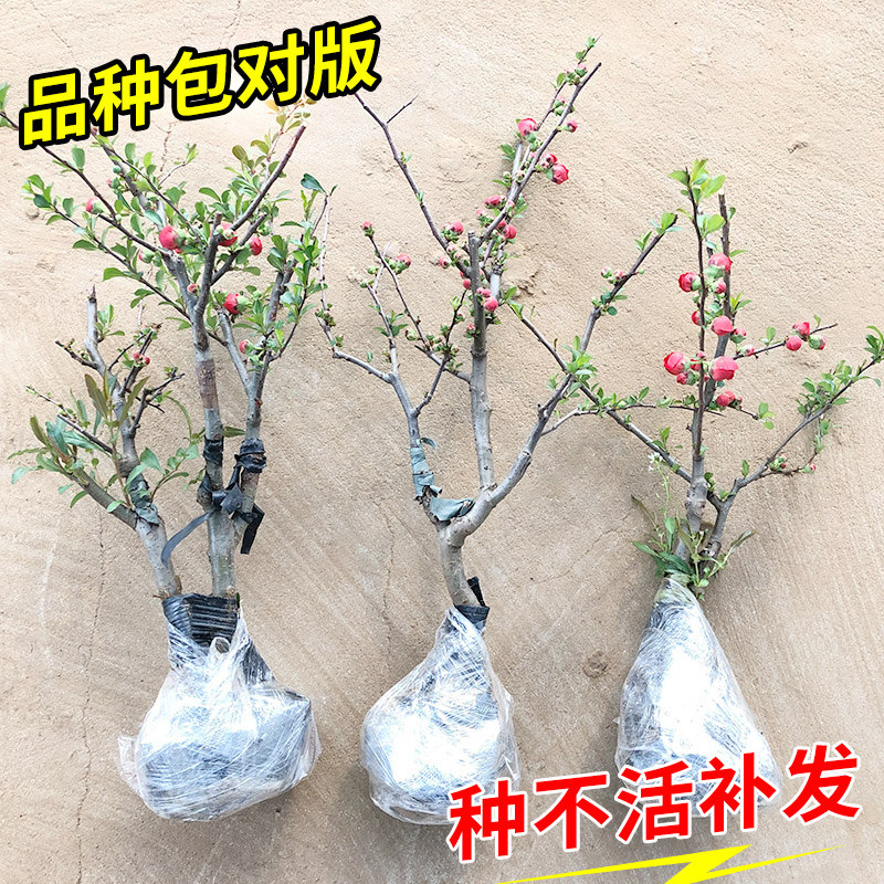 海棠花盆栽带花苞树苗老桩盆景庭院好养四季阳台植物室内花卉绿植