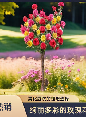 树桩月季特大花卉嫁接多色四季开花阳台盆栽地栽独杆浓香月季花苗
