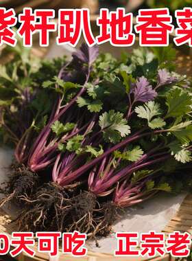 趴地香菜种子耐寒老品种一年四季种植大小叶盆栽芫荽本地高产