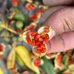 海桐种子新海桐树苗种籽海桐籽海桐花七里香山矾宝珠香山瑞香