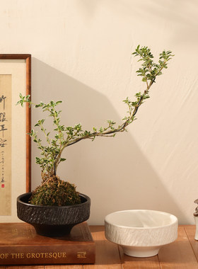 新中式复古苔藓球陶瓷花盆简约高级桌面水仙蕨类植物专用水培器皿