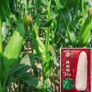 鲜甜糯366白甜糯玉米种籽大棒非转基因甜加糯白粘糯玉米种子
