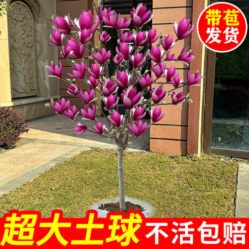 紫玉兰花树苗带花苞室内外绿植物矮化红玉兰盆栽四季带开花好养活