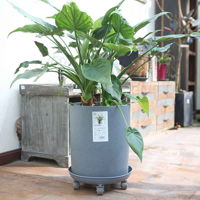 高档水泥树脂花盆特大欧式客厅绿植天堂鸟发财树特大高深高盆,鲜花速递/花卉仿真/绿植园艺,花盆,淘宝优惠券,粉丝福利购,淘宝优惠卷