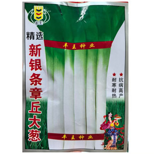 新银条章丘大葱种子中华巨葱种子抗热抗寒耐冻抗病高抗倒伏春秋播