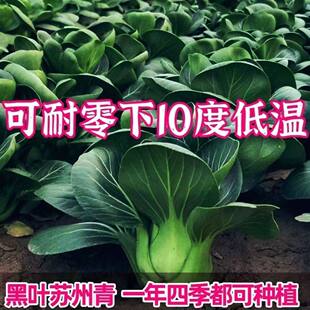 正宗黑叶大头苏州青上海青泡泡青菜种子老品种四季香甜糯耐寒矮脚