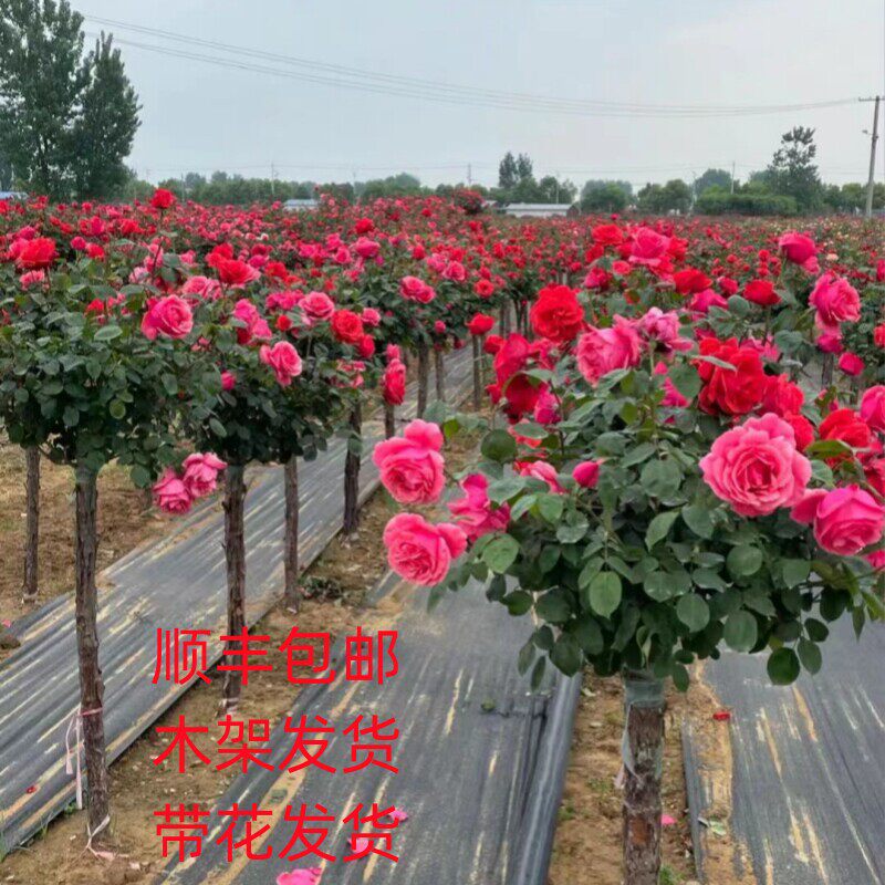 树桩月季花苗带花植物玫瑰大花浓香四季开花别墅庭院高档盆景花卉