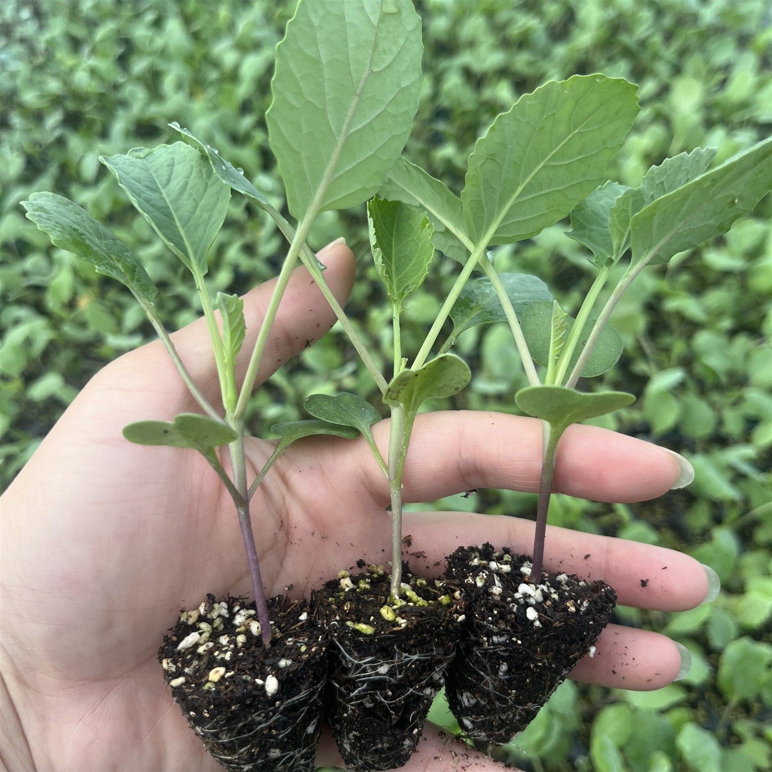 西兰苔秧苗 带土有机花菜秧苗 高产西兰花盆栽耐寒秋季蔬菜苗,农用物资,蔬菜种子/种苗,淘宝优惠券,粉丝福利购,淘宝优惠卷