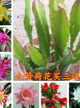 令箭荷花苗带根东北小粉重瓣仙人剑昙花绿植物室内外盆栽进口花卉