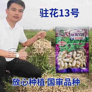 花生种子花生种籽高产抗病抗旱抗病花生种籽