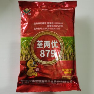 荃两优879杂交水稻种子优质高产长粒谷种稻谷抗病抗倒种籽龙马稻