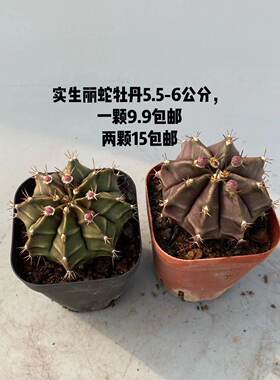实生仙人球新手福利价清仓牡丹