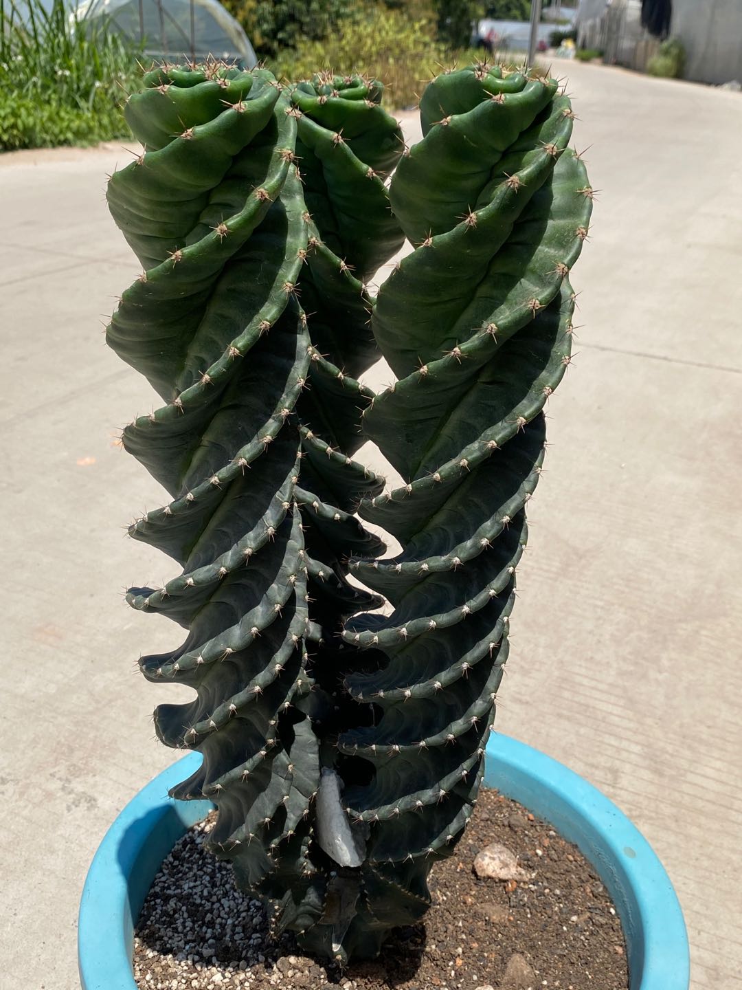 龙卷风螺旋柱仙人掌 龟甲瓣Tornado cactus龟甲龙卷风 鲜花速递/花卉仿真/绿植园艺 多肉植物 原图主图