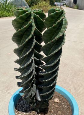 龙卷风螺旋柱仙人掌 龟甲瓣Tornado cactus龟甲龙卷风