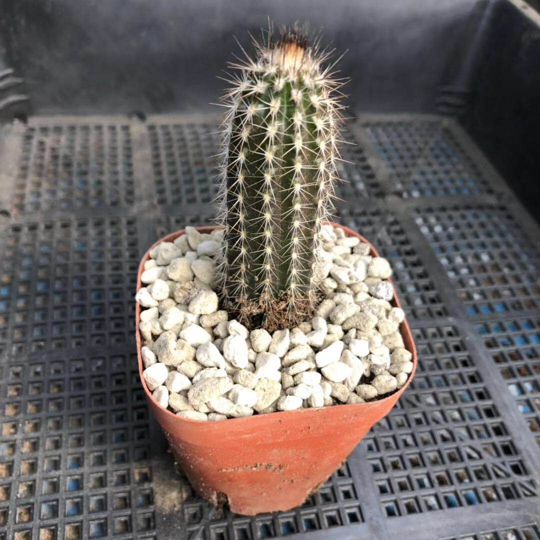 奇想丸 实生根 开花神器仙人球