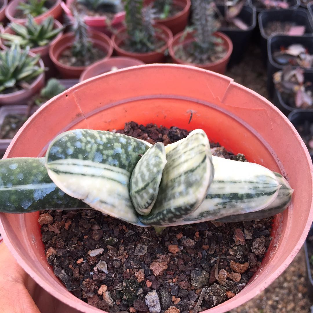 多肉植物子宝锦多少钱 多肉植物子宝锦优惠券免费领取 有条鱼 多肉植物子宝锦多少钱 多肉植物子宝锦优惠券免费领取 有条鱼