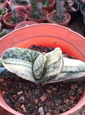 奶油子宝锦 元宝花百合科沙鱼掌属Gasteria gracilis趣味多肉植物