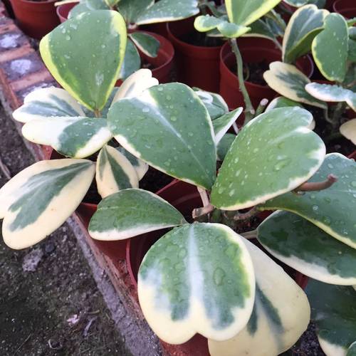 福龙多肉 心叶球兰锦 心型情人球兰 室内盆栽爬藤绿植多肉植物 - 封面