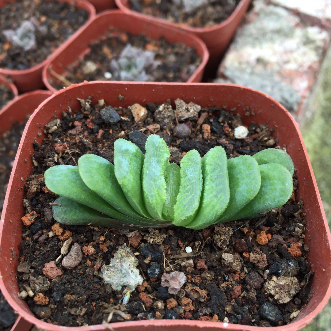 绿玉扇多肉植物 截形十二卷百合科haworthia truncata产于非洲