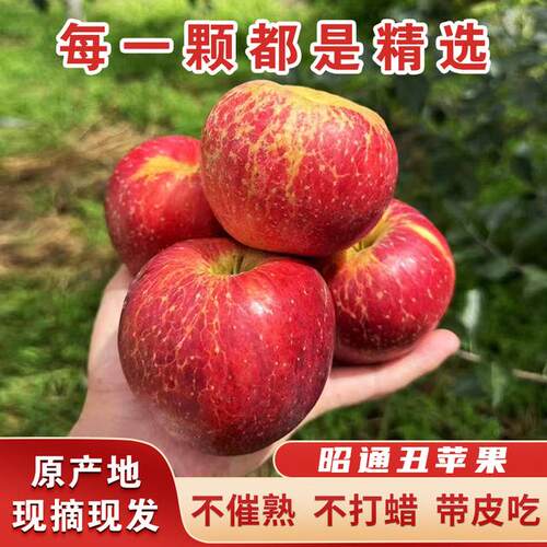 现摘云南昭通红露苹果现摘现发脆甜多汁产地直发丑苹果5/10斤