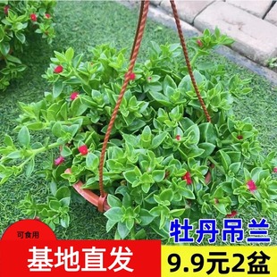 开花净化空气吸甲醛植物绿植 牡丹吊兰盆栽带花苞室内阳台垂吊四季