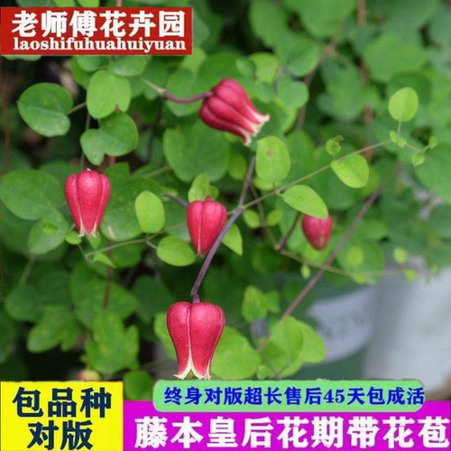 铃铛铁线莲花卉庭院四季攀援植物