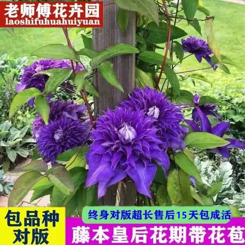 四季重瓣铁线莲爬藤植物花苗带花大苗庭院花卉盆栽观花植物室内花