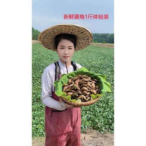 湖北特色水生蔬菜洪湖新鲜老菱角粉糯香甜现摘现发1斤3斤5斤装