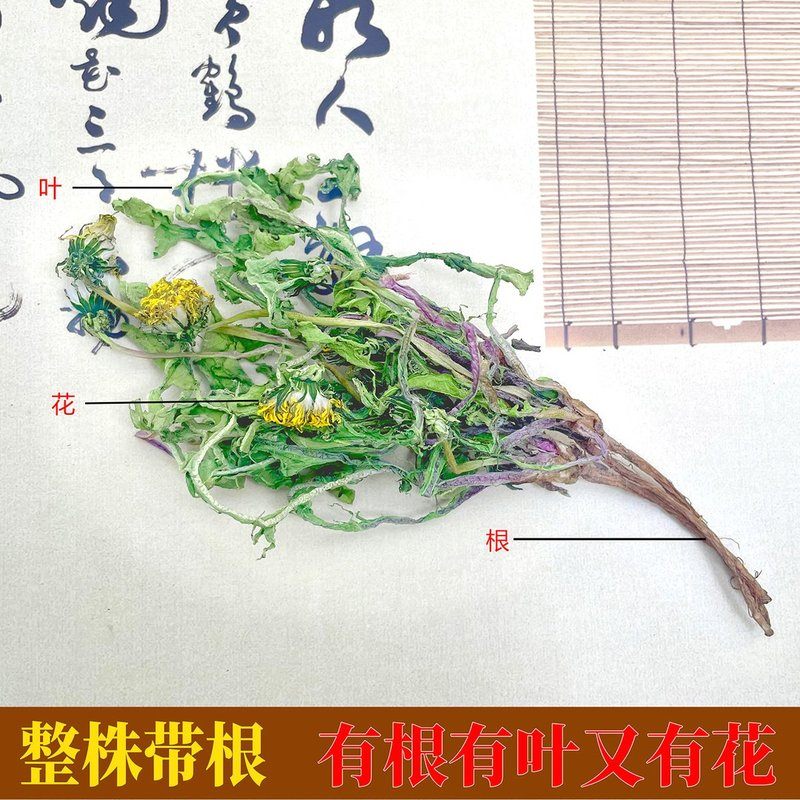 【整株带根蒲公英】蒲公英当季新货蒲公英茶婆婆丁花干货
