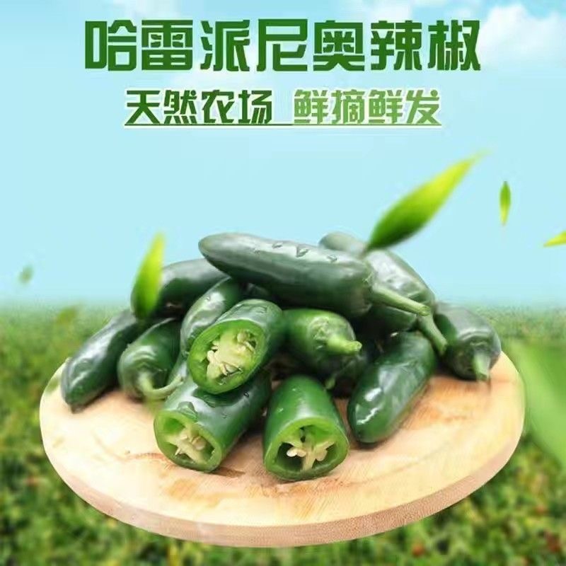 东北新鲜港椒泡椒辣椒肉厚脆嫩嘎嘎辣高辣2斤5斤9斤
