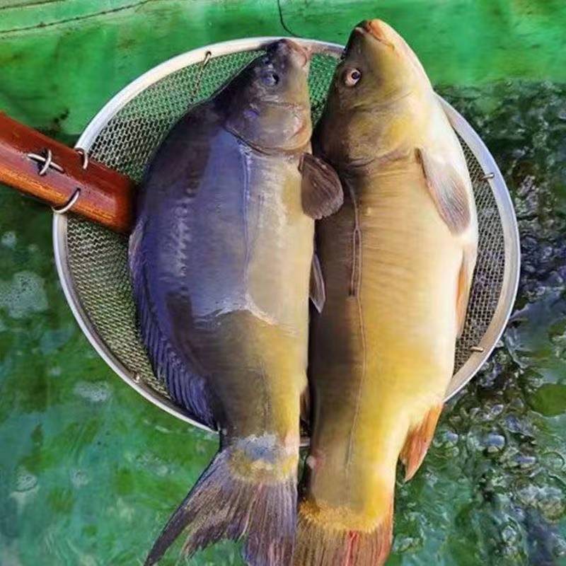 7.5-8斤东北冷水三道鳞淡水鱼