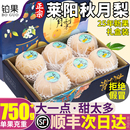 包邮 整箱 甜9 正宗莱阳秋月梨新鲜水果10斤梨子山东当季 顺丰礼盒装