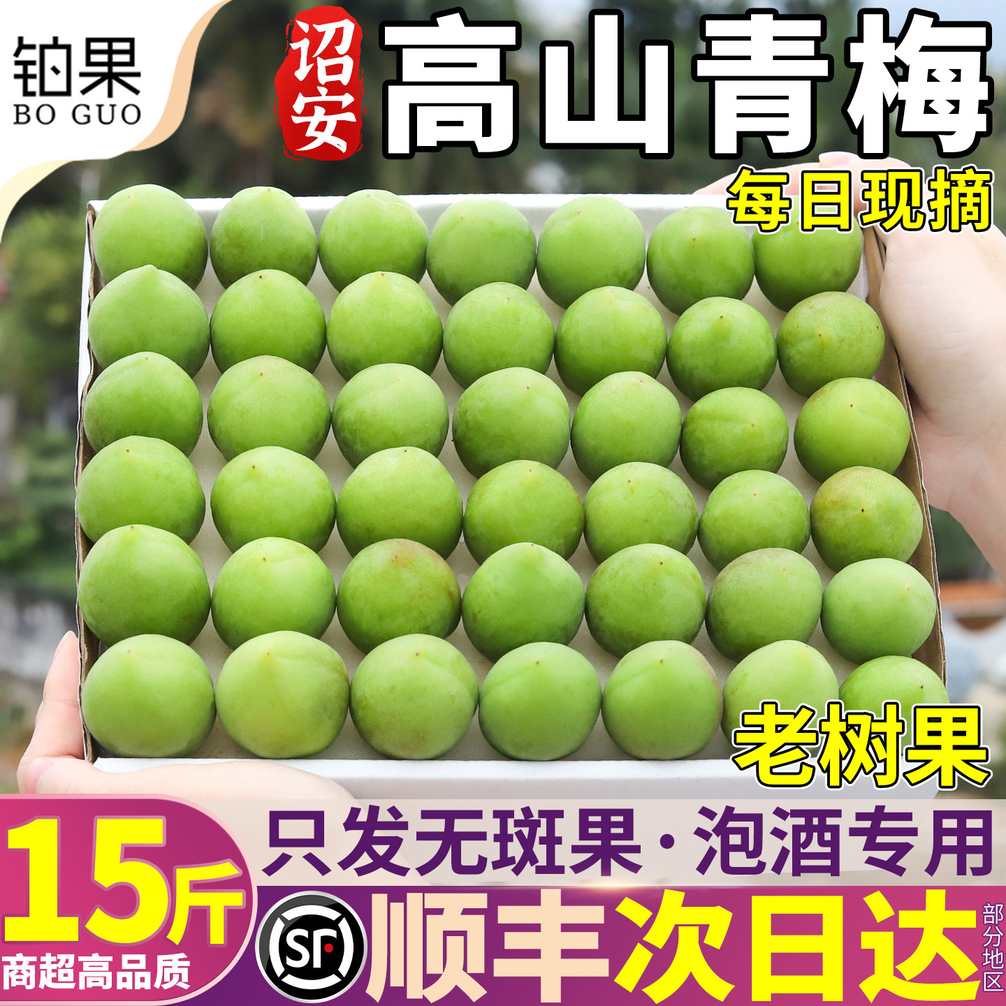 顺丰青梅鲜果15斤诏安现摘泡酒专用梅子当季小白胭脂清梅大果包邮