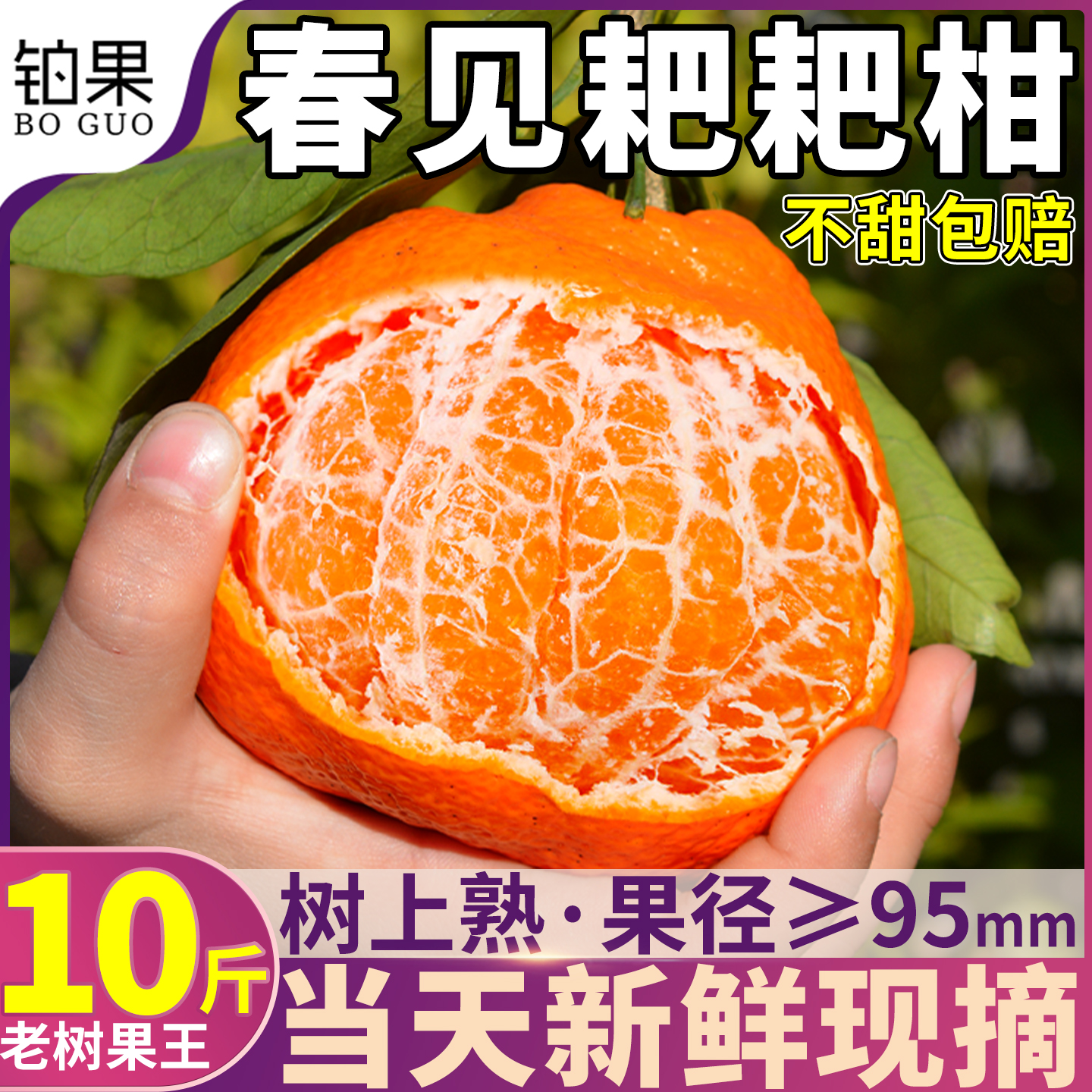 老树果王丨正宗10斤春见耙耙柑