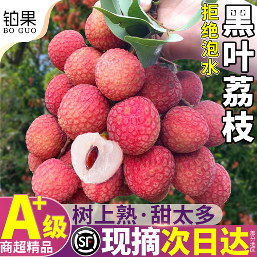 顺丰次日达|30年老树黑叶荔枝