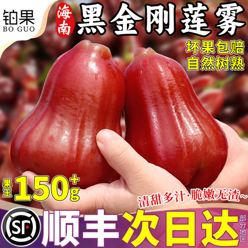 顺丰次日达丨黑金刚莲雾5斤特大