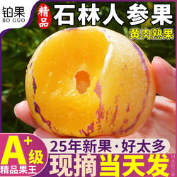 树上熟正宗10斤云南石林人参果新鲜水果黄肉人生果人心果整箱包邮