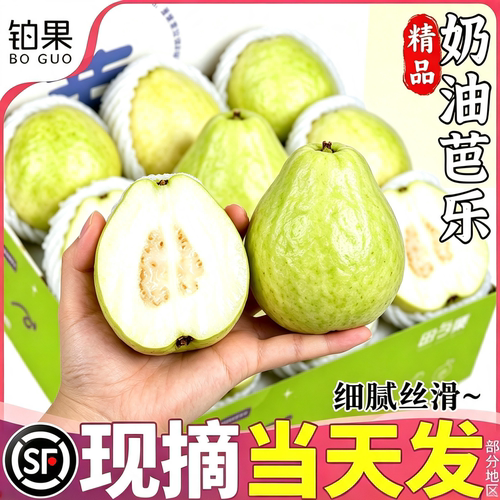 顺丰次日达！6斤礼盒软奶白芭乐
