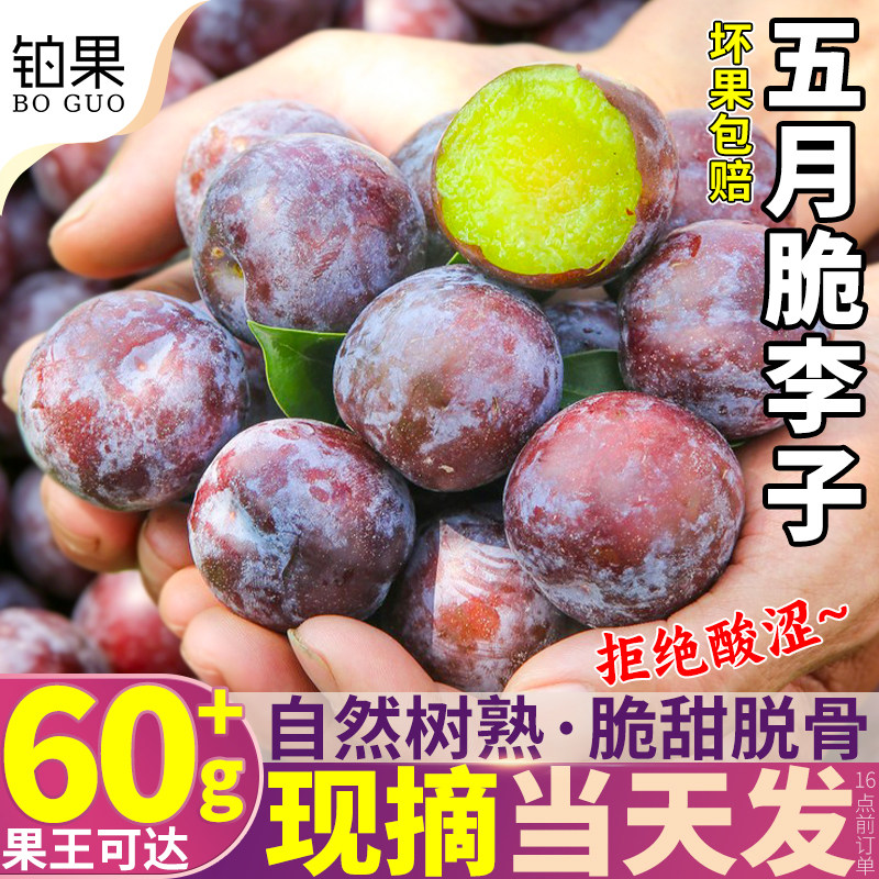 现摘现发丨正宗四川五月脆李子大