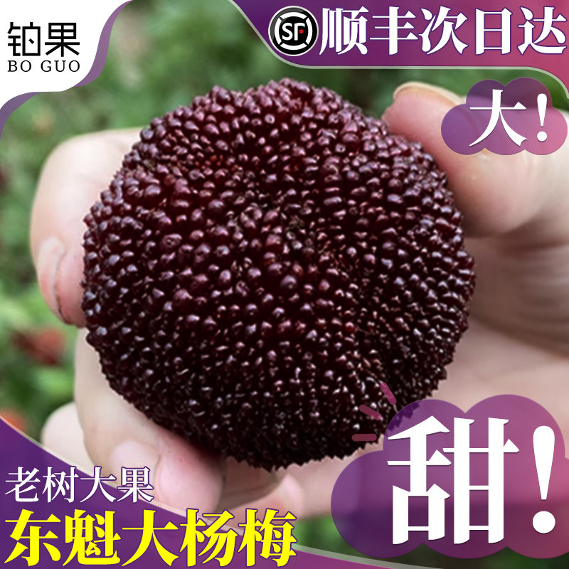 顺丰不打药东魁大杨梅鲜果漳州现摘现发福建新鲜水果东孕妇魁包邮