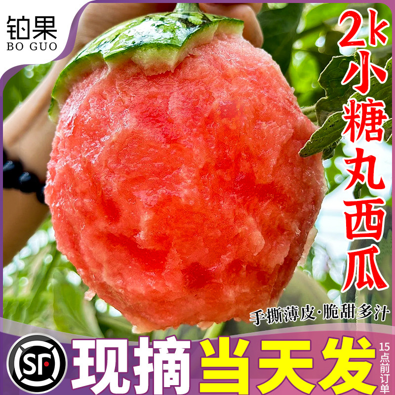 顺丰次日达|可手撕的小糖丸西瓜~
