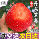 包邮 顺丰空运丹东99草莓新鲜水果当季 红颜奶油九九整箱大草莓礼盒