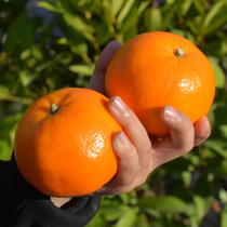 Authentic Wuming, Guangxi, Mandarin, emperor, Mandarin, zhongdaguogong, Mandarin, 5 jin, fresh fruit of the season, full box, 10