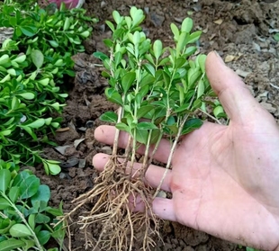 瓜子黄杨小苗四季常青栽观叶植物庭院室内室内植物盆栽办公室绿植